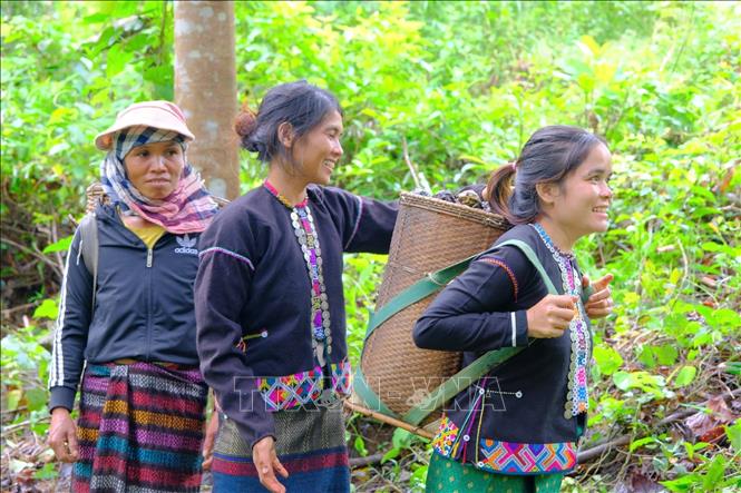 Trẩu (Vernicia montana) là loài cây gắn với sinh kế của đồng bào Pa Kô và Vân Kiều ở các xã phía Tây tỉnh Quảng Trị. Ảnh: TTXVN phát