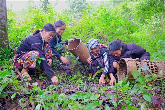 Trẩu (Vernicia montana) là loài cây gắn với sinh kế của đồng bào Pa Kô và Vân Kiều ở các xã phía Tây tỉnh Quảng Trị. Ảnh: TTXVN phát 