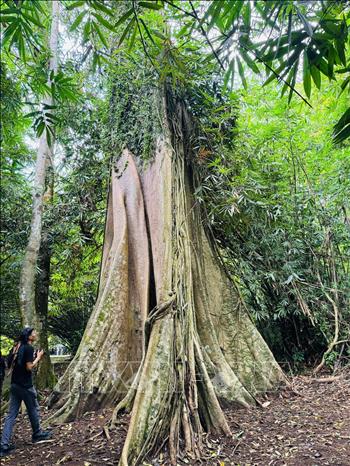 Một cây to hàng trăm năm tuổi trong hệ sinh thái đa dạng của Indonesia. Ảnh: Đỗ Quyên – PV TTXVN tại Indonesia