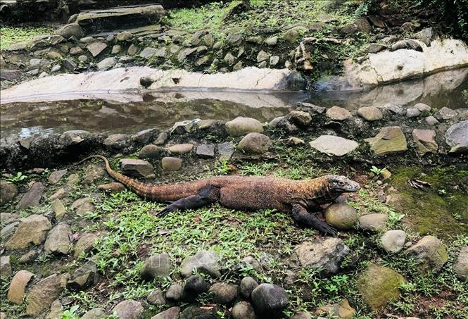 Rồng Komodo là một trong những loài đặc hữu tiêu biểu cho đa dạng sinh học Indonesia. Ảnh: Đỗ Quyên – PV TTXVN tại Indonesia