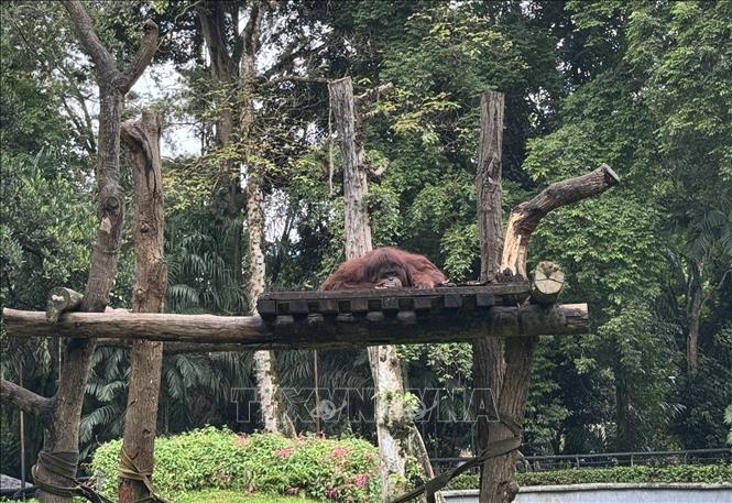 Một cá thể orangutan tại Vườn thú Ragunan, nơi có Trung tâm Linh trưởng Schmutzer phục vụ công tác bảo tồn và giáo dục về các loài linh trưởng. Ảnh: Đỗ Quyên – PV TTXVN tại Indonesia