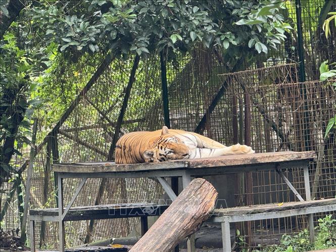 Một cá thể hổ Sumatra, phân loài hổ cuối cùng còn tồn tại ở Indonesia trong Vườn thú Ragunan, Jakarta, Indonesia. Ảnh: Đỗ Quyên – PV TTXVN tại Indonesia