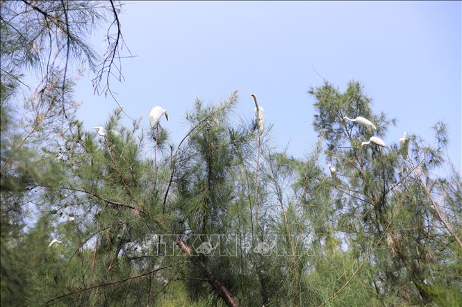 Nạn dùng cò giả tạo tác bằng xốp cắm trên những ngọn phi lao với mật độ khá dày để dẫn dụ những đàn cò sà xuống khu vực được cắm vô số que nhựa dính tại nhiều địa bàn ven biển tỉnh Nghệ An. Ảnh: Xuân Tiến - TTXVN 