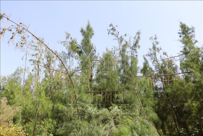 Những giàn que nhựa dính được gác hoặc cột buộc, kết nối giữa những thân cây phi lao trên những cánh rừng phòng hộ trên địa bàn xã ven biển tỉnh Nghệ An, tạo nên những vùng bẫy bắt chim hoang dã theo kiểu tận diệt. Ảnh: Xuân Tiến - TTXVN 