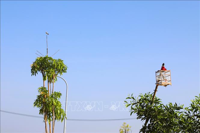 Những lồng nuôi nhốt chim cảnh cũng được đem ra treo trên những ngọn cây, cạnh khu vực những con chim giả và nhiều que nhựa cắm để bẫy bắt chim hoang dã. Ảnh: Xuân Tiến - TTXVN 