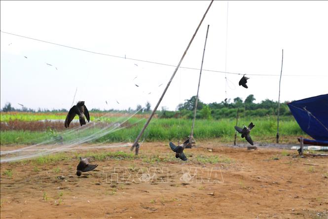Nhiều cá thể chim én bị cột buộc vào chân, treo lơ lửng trên mặt ruộng khô nhờ dây thừng căng ngang để làm mồi nhử những đàn chim én sà xuống sập bẫy lưới. Phương thức tận diệt chim én như này được thợ bẫy chim sử dụng khá nhiều nơi ở các xã ven biển của tỉnh Nghệ An. Ảnh: Xuân Tiến - TTXVN 