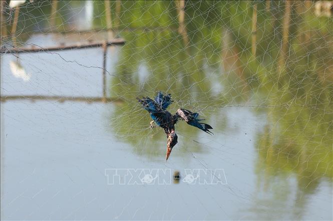 Cá thể chim bị mắc kẹt trên hệ thống lưới bẫy tàng hình của thợ săn chim trong mùa mưa bão. Ảnh: Xuân Tiến - TTXVN 