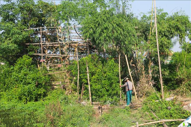 Thợ săn chim làm chòi canh trong các bụi cây gần khu vực giăng lưới, cắm nhựa. Ảnh: Xuân Tiến - TTXVN 
