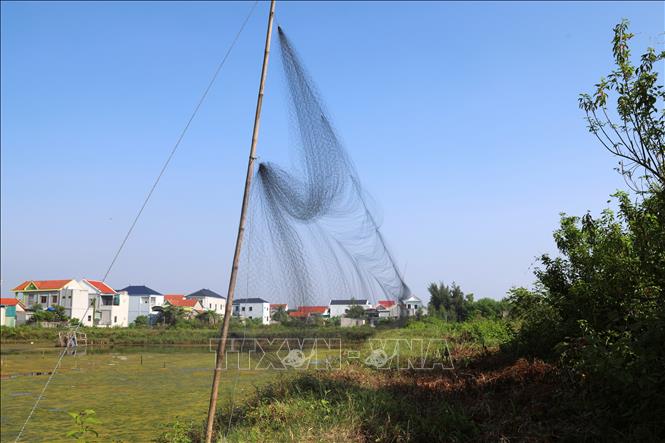 Những tấm lưới bẫy chim có mắt lưới nhỏ, sợi lưới rất mảnh được “thợ săn chim” căng trên bờ ao nhờ hệ thống cọc nâng giằng buộc chắc chắn, dài hàng chục mét bủa vây khu vực đặt chim mồi, nhựa dính. Ảnh: Xuân Tiến - TTXVN  