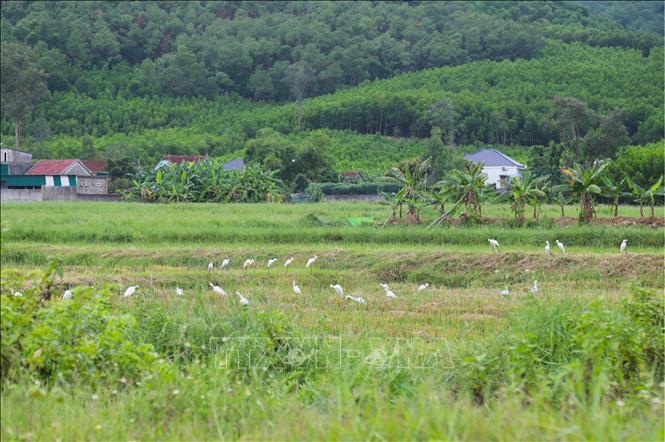 Những cánh đồng lúa sau mùa gặt trở thành khu vực người dân địa phương xã Tân Châu (Nghệ An) cắm cò giả, nhựa dính để bẫy bắt chim hoang dã. Ảnh: Xuân Tiến - TTXVN
