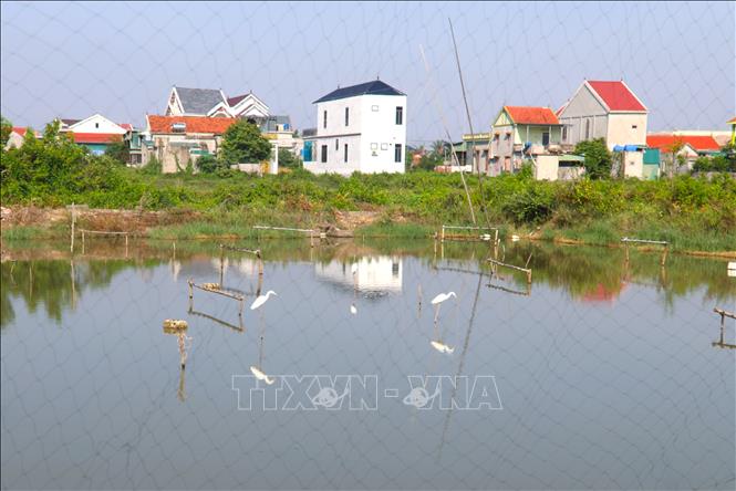 Diện tích ao nuôi tôm, cá ở khu vực ven biển, gần cửa biển thuộc địa bàn xã Quỳnh Phú (Nghệ An) biến thành địa điểm bẫy bắt chim hoang dã, di cư theo mùa. Ảnh: Xuân Tiến - TTXVN 