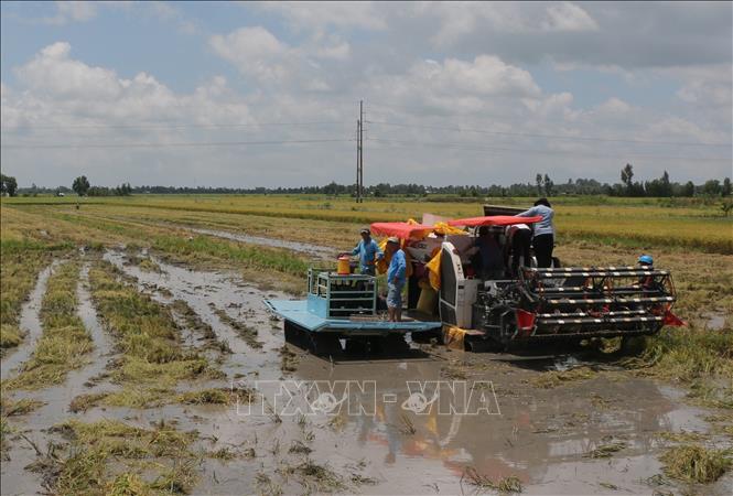 Giá lúa hè thu liên tục sụt giảm, nhiều nông dân đối mặt với nguy cơ thua lỗ. Ảnh: Tuấn Kiệt – TTXVN