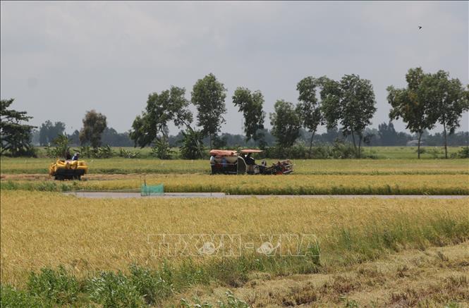 Nông dân xã Phước Long, tỉnh Cà Mau sử dụng máy gặt đặp liên hợp thu hoạch lúa hè thu. Ảnh: Tuấn Kiệt – TTXVN