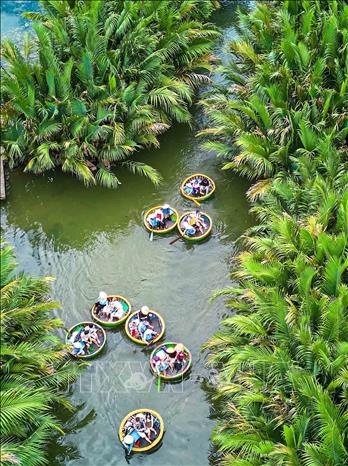 Những chiếc thuyền thúng len lỏi giữa rừng dừa nước, đưa du khách khám phá vẻ đẹp xanh mát của vùng sông nước và trải nghiệm nét văn hóa bản địa. Hình thức du lịch độc đáo này góp phần tạo nên sức hút riêng cho Rừng dừa Bảy Mẫu. Ảnh: Khánh Hoà - TTXVN