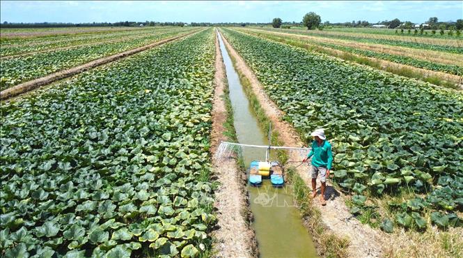 Tổng lượng mưa trong mùa thiếu hụt nghiêm trọng trên 50% so với trung bình nhiều năm, kéo theo nguồn nước mặt suy giảm từ 50-70%. Ảnh: Huỳnh Anh - TTXVN