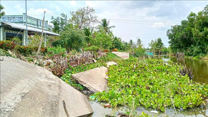 Các kịch bản rủi ro được lấy tham chiếu từ tình hình xâm nhập mặn mùa khô 2019-2020 và giai đoạn hạn hán 2014-2016, hiện tượng El Nino đã gây nên nhiều vụ sụp lở đất ven sông gây nhiều thiệt hại cho địa phương. Ảnh: Huỳnh Anh - TTXVN
