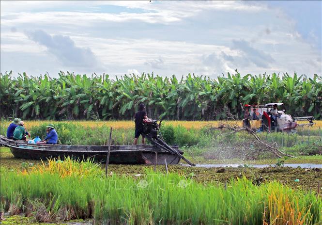 Tỉnh Cà Mau đang chủ động xây dựng kịch bản ứng phó, trọng tâm là bảo vệ các vùng sản xuất trước các nguy cơ có thể xảy ra. Ảnh: Huỳnh Anh - TTXVN
