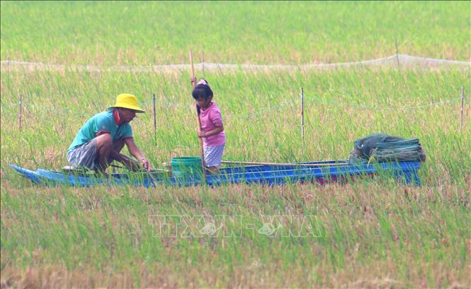 Với người dân vùng đồng bằng, mùa lũ không chỉ là thời điểm nước dâng trên đồng ruộng, đó còn là mùa mưu sinh đã gắn với đời sống từ bao đời. Ảnh: Duy Khương – TTXVN