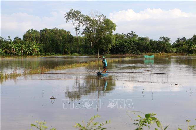 Người dân đẩy côn, giăng lưới, đặt dớn để bắt cá, tôm và các sản vật tự nhiên mùa lũ. Ảnh: Duy Khương – TTXVN