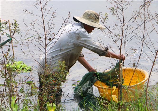 Người dân giăng lưới, đặt dớn để bắt cá, tôm và các sản vật tự nhiên mùa lũ. Ảnh: Duy Khương – TTXVN