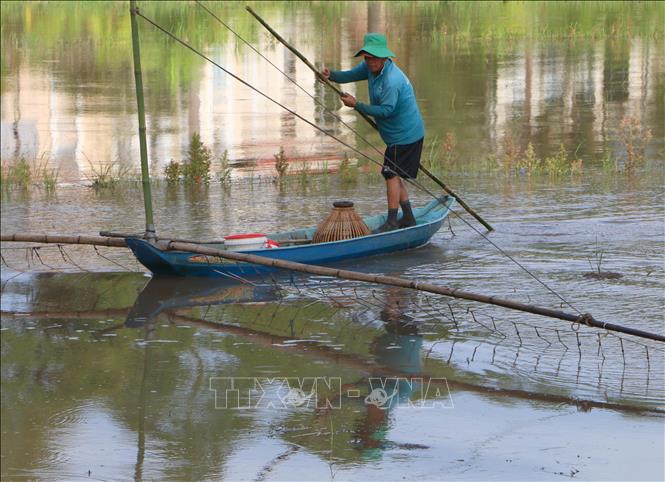 Người dân giăng lưới, đặt dớn để bắt cá, tôm và các sản vật tự nhiên mùa lũ. Ảnh: Duy Khương – TTXVN