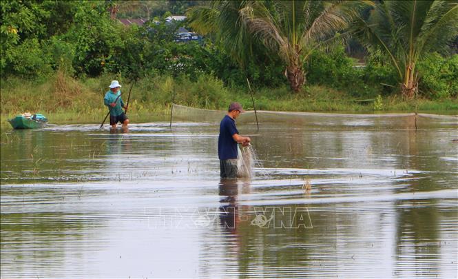 Nước lũ về mang theo phù sa và nguồn thủy sản, tạo thêm sinh kế cho nhiều hộ dân. Ảnh: Duy Khương – TTXVN
