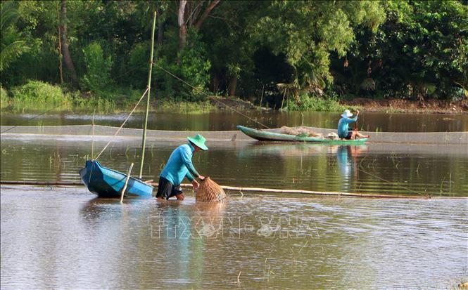 Khi nước tràn vào ruộng, những hoạt động đánh bắt thủy sản theo mùa lại trở nên nhộn nhịp, góp phần tăng thêm thu nhập trong lúc chờ vụ sản xuất tiếp theo. Ảnh: Duy Khương - TTXVN