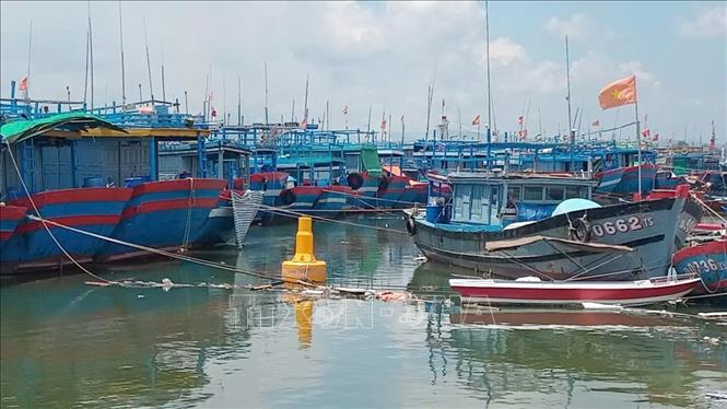 Hàng trăm tàu cá của ngư dân Đà Nẵng và các tỉnh lân cận đã neo đậu tại Khu neo đậu tránh trú bão cho tàu cá An Hòa. Ảnh: Đoàn Hữu Trung - TTXVN