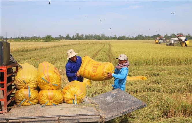 Vụ Hè Thu đạt năng suất cao, lúa bán được giá, nông dân tỉnh An Giang rất phấn khởi. Ảnh: Công Mạo - TTXVN