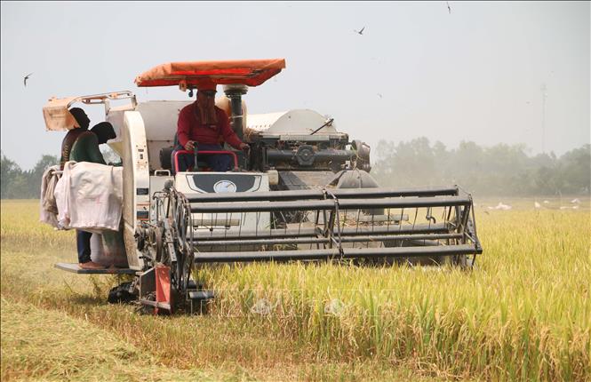 Nông dân xã Phú Hoà (tỉnh An Giang) thu hoạch lúa vụ Hè Thu năm 2026. Ảnh: Công Mạo - TTXVN