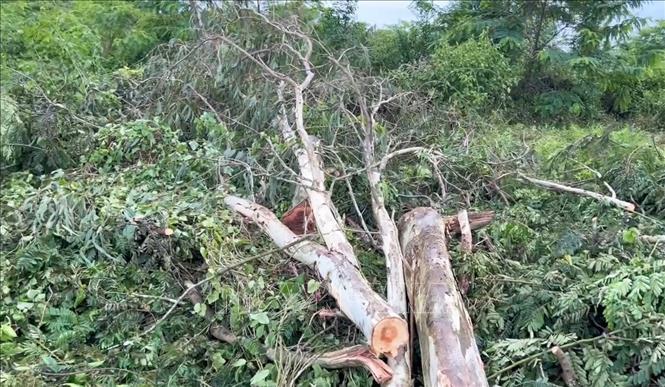Các cây bạch đàn bị cưa, đổ ngổn ngang tại khu vực xảy ra vụ tai nạn. Ảnh: Đậu Tất Thành – TTXVN