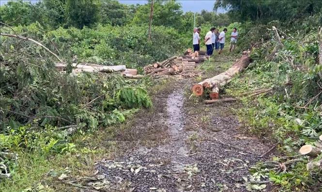 Anh Nguyễn Văn Kiệt cùng nhóm người quen cưa cây, dọn dẹp vườn vào sáng 10/9 thì xảy ra tai nạn. Ảnh: Đậu Tất Thành – TTXVN.
