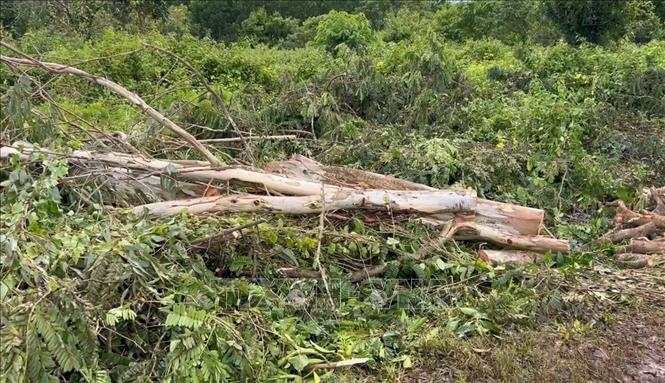 Cây bạch đàn bị cưa đổ, nằm giữa khu vực dọn dẹp vườn sau vụ tai nạn. Ảnh: Đậu Tất Thành – TTXVN
