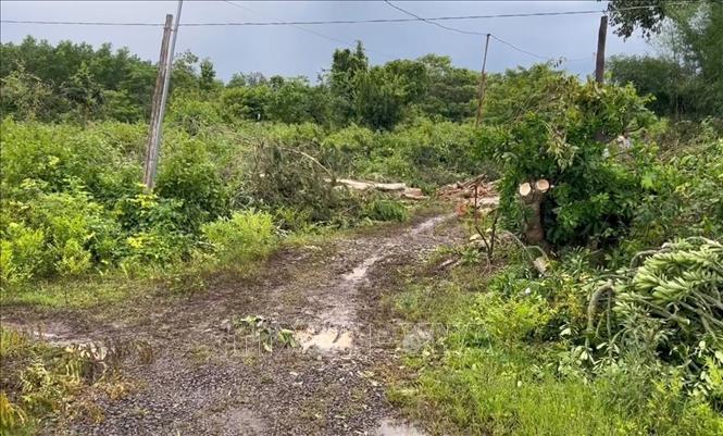 Trong lúc mọi người đang dùng dây kéo cây, anh Kiệt bước vào nhưng chưa kịp cầm dây thì bị vấp ngã, nằm ngửa xuống đất bị cây đổ đè tử vong. Ảnh: Đậu Tất Thành – TTXVN