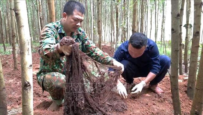 Đội Tìm kiếm, quy tập hài cốt liệt sĩ số 1 (Bộ Chỉ huy Quân sự tỉnh Quảng Trị) quy tập thêm 4 hài cốt liệt sĩ cùng nhiều di vật ở khu vực rừng tràm, bản Bãi Dinh, xã Dân Hóa, tỉnh Quảng Trị. Ảnh: TTXVN phát