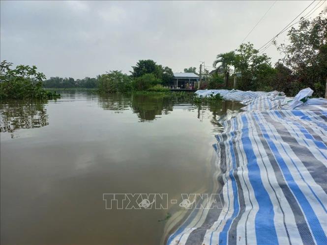 Người dân gia cố bờ bao để chống triều cường đầu tháng 8 âm lịch. Ảnh: Công Trí-TTXVN
