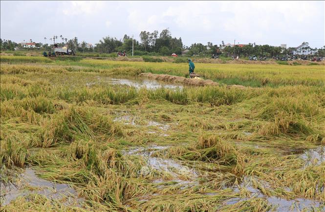 Mưa lớn kéo dài những ngày qua khiến hàng trăm ha lúa ở Quảng Ngãi bị ngập nước, ngã đổ khiến người trồng lúa thiệt hại. Ảnh: Phạm Cường-TTXVN