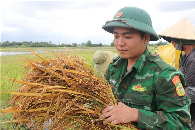 Chiến sỹ Tiểu đoàn huấn luyện Ban Chỉ huy bộ đội biên phòng hỗ trợ người dân thu hoạch lúa đổ. Ảnh: Phạm Cường-TTXVN