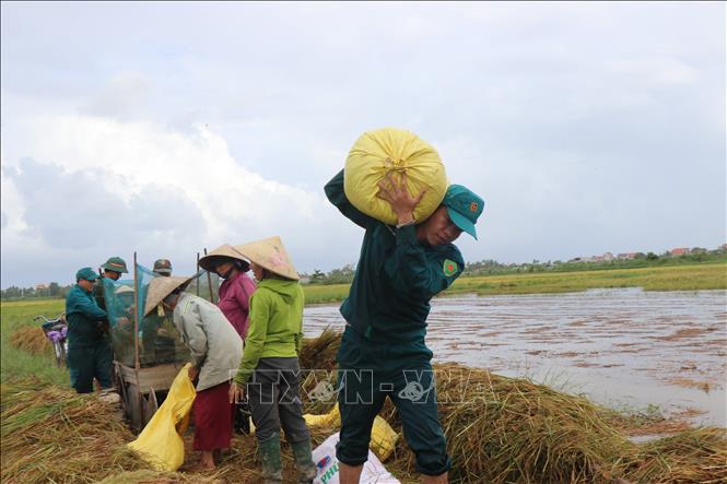 Lực lượng chức năng xã Tư Nghĩa hỗ trợ người dân vận chuyển lúa. Ảnh: Phạm Cường-TTXVN