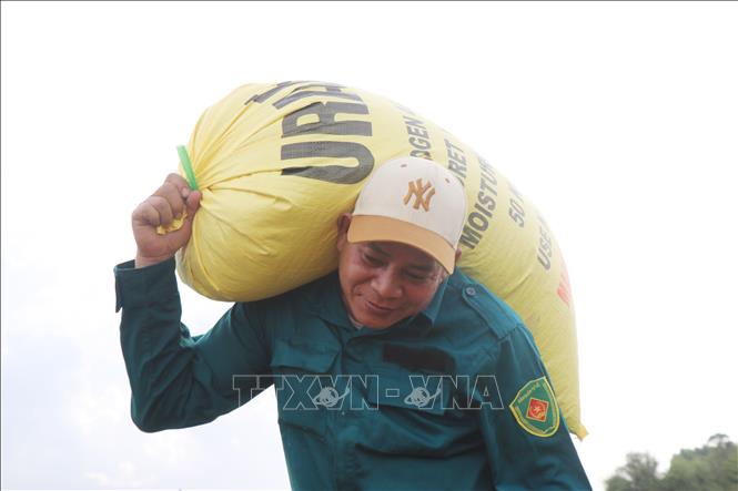 Lực lượng chức năng xã Tư Nghĩa hỗ trợ người dân vận chuyển lúa. Ảnh: Phạm Cường-TTXVN