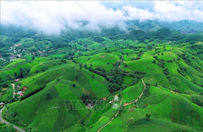 The lush green Long Coc tea hills amid the mountainous landscape have become a highlight of experiential tourism associated with tea-growing areas. VNA Photo: Tạ Toàn