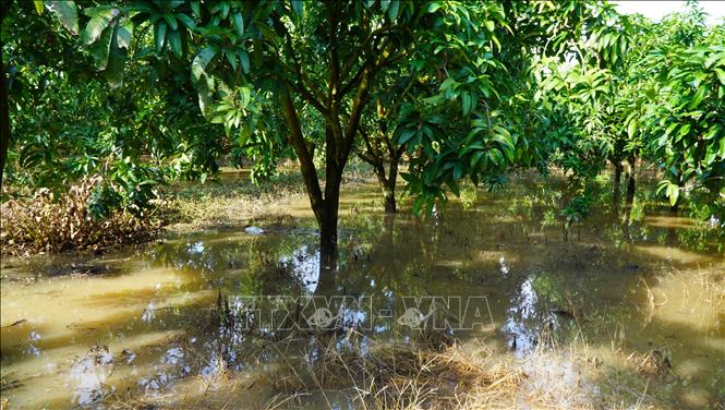Vườn xoài của người dân bị ngập trong đợt triều cường đầu tháng 8 âm lịch. Ảnh: Nhựt An - TTXVN                               