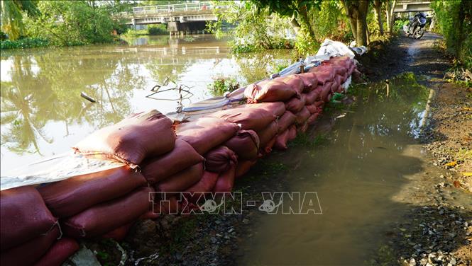  Người dân xã Mỹ Hiệp (tỉnh Đồng Tháp) đã gia cố bờ bao để chống triều cường đầu tháng 8 âm lịch. Ảnh: Nhựt An - TTXVN                              
