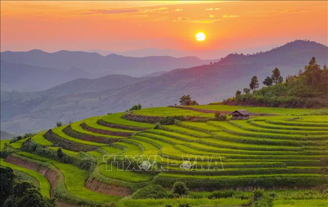 Những đường cong của ruộng bậc thang nổi bật trong ánh chiều tà, phía xa là núi rừng trùng điệp của vùng cao Pu Nhi. Ảnh: Xuân Tư - TTXVN