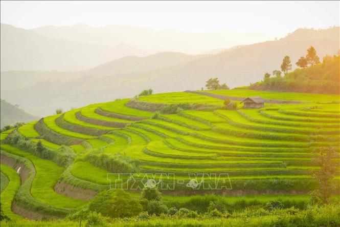Những thửa ruộng bậc thang óng ánh trong nắng chiều. Ảnh: Xuân Tư - TTXVN