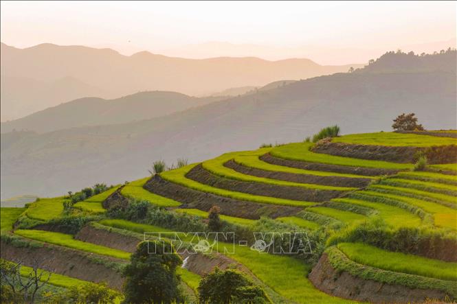 Ánh nắng chiếu xuống những thửa ruộng bậc thang, làm nổi bật các đường cong và từng lớp ruộng trên sườn đồi Pu Nhi. Ảnh: Xuân Tư - TTXVN