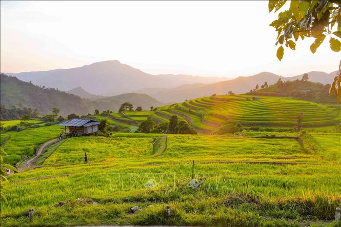 Những thửa ruộng trải theo triền núi, xen giữa là các lối đi và căn chòi nhỏ, tạo nên vẻ bình dị của vùng quê Pu Nhi. Ảnh: Xuân Tư - TTXVN