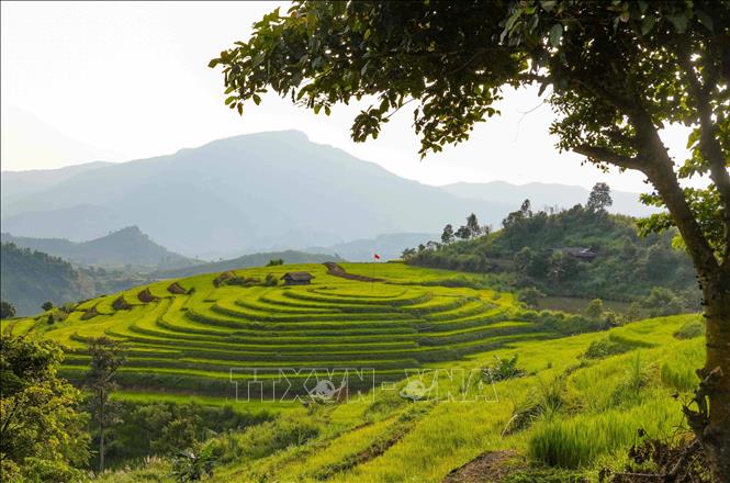 Khung cảnh yên bình, lãng mạn trên cánh đồng bậc thang Pu Nhi. Ảnh: Xuân Tư - TTXVN