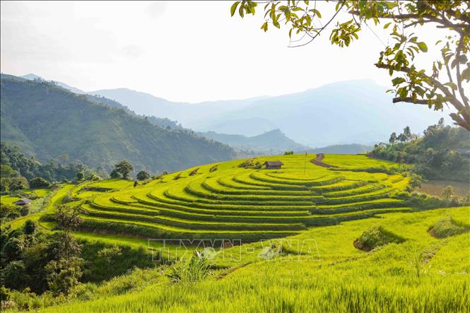 Khu ruộng hình tròn với nhiều tầng đồng tâm là điểm nhấn độc đáo trong quần thể ruộng bậc thang ở bản Phù Lồng B, xã Pu Nhi. Ảnh: Xuân Tư - TTXVN