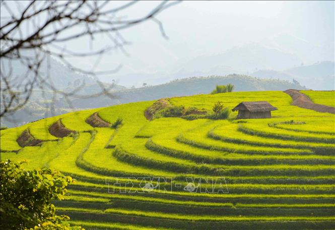Các thửa ruộng bậc thang xếp thành từng lớp, tạo nên những mảng hình mềm mại giữa màu xanh của cây cối và đồng lúa. Ảnh: Xuân Tư - TTXVN
